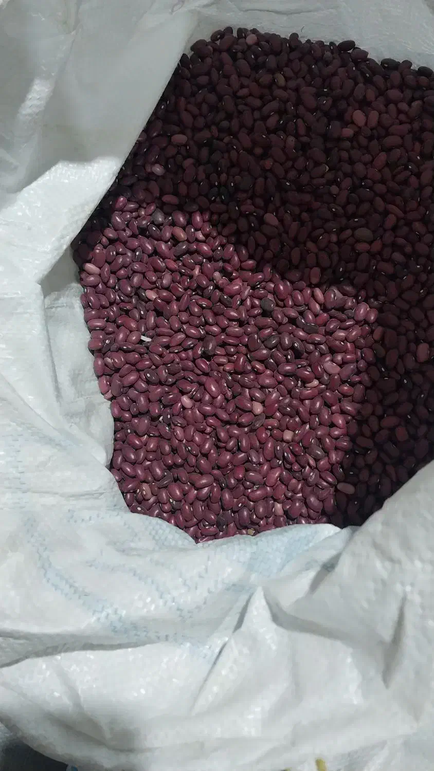 لوبیا قرمز درجه ۱|خوردنی و آشامیدنی|پشتکوه (فارس), |دیوار