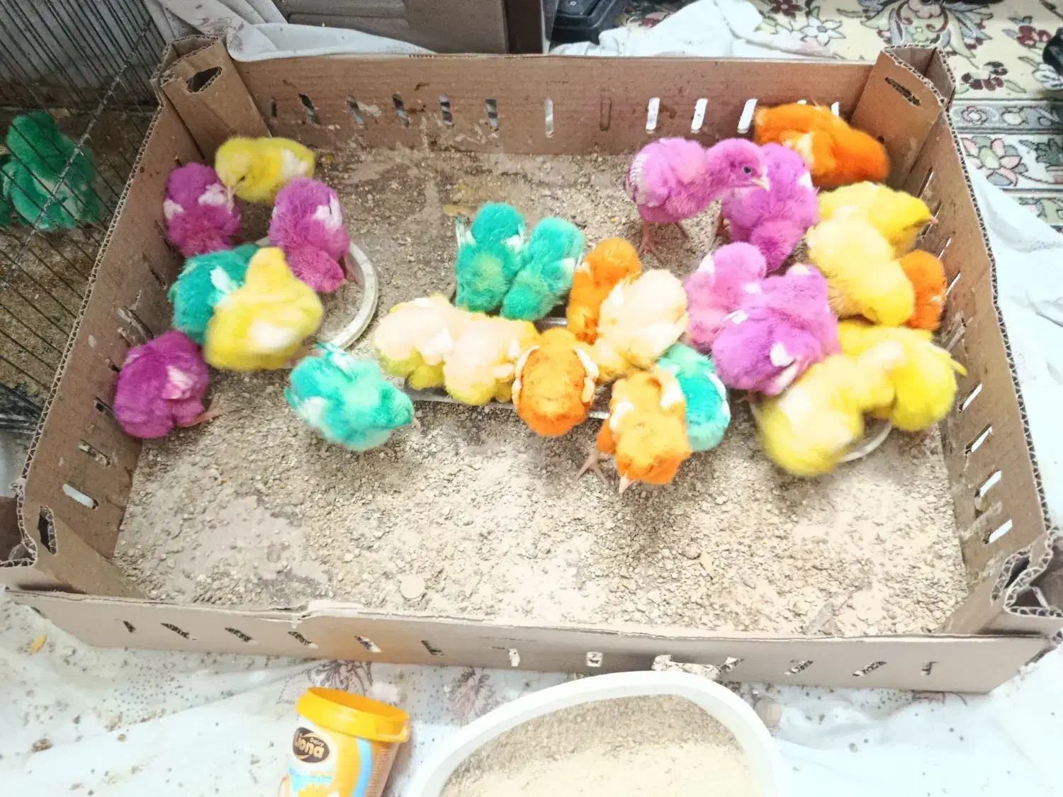 جوجه رنگی رسید یک هفتهای از مرگ و میر در اومده|حیوانات مزرعه|قم, شهرک مهدیه (مدرس)|دیوار