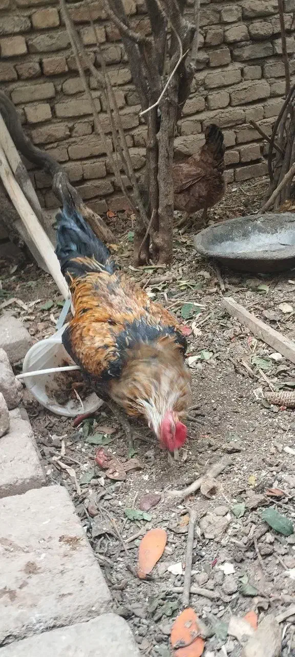 خروس...|حیوانات مزرعه|بروجرد, |دیوار