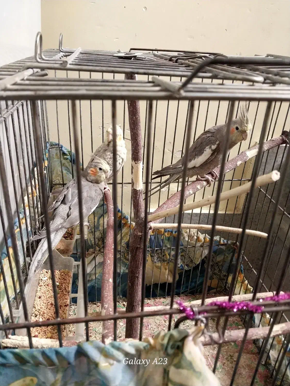 عروس هلندی|پرنده|خاوران, |دیوار