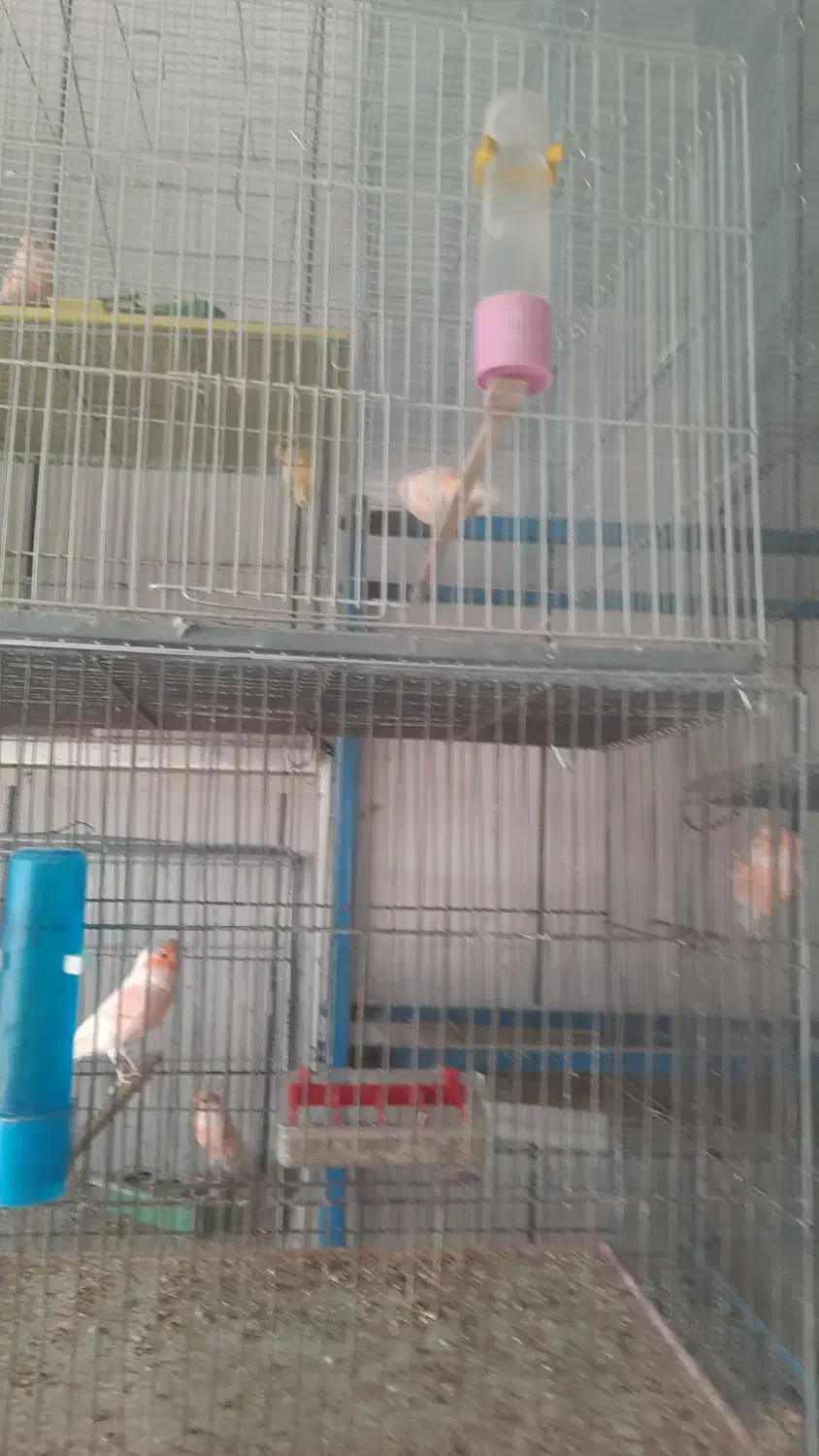 قناری نر ماده عروس هلندی فنج مرغ عشق|پرنده|نجفآباد, صالح آباد|دیوار