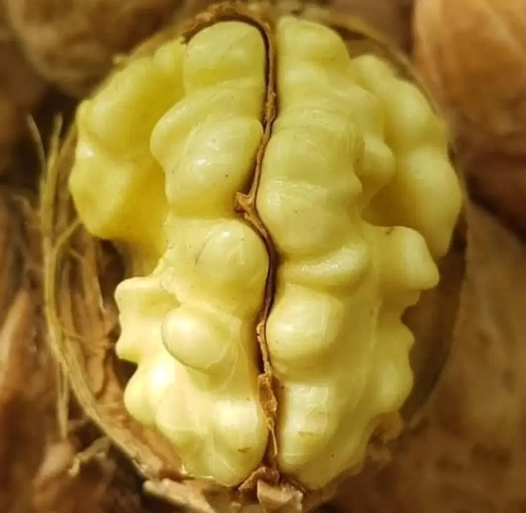 نهالستان گردو سفید|گل و گیاه طبیعی|اردستان, |دیوار