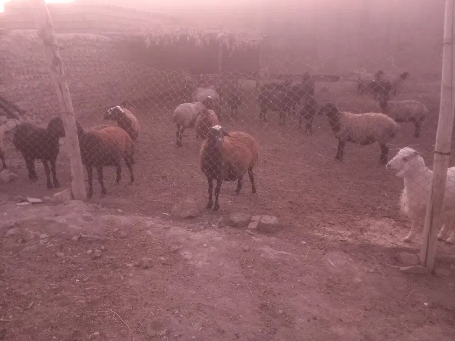 گوسفند میش|حیوانات مزرعه|فامنین, |دیوار