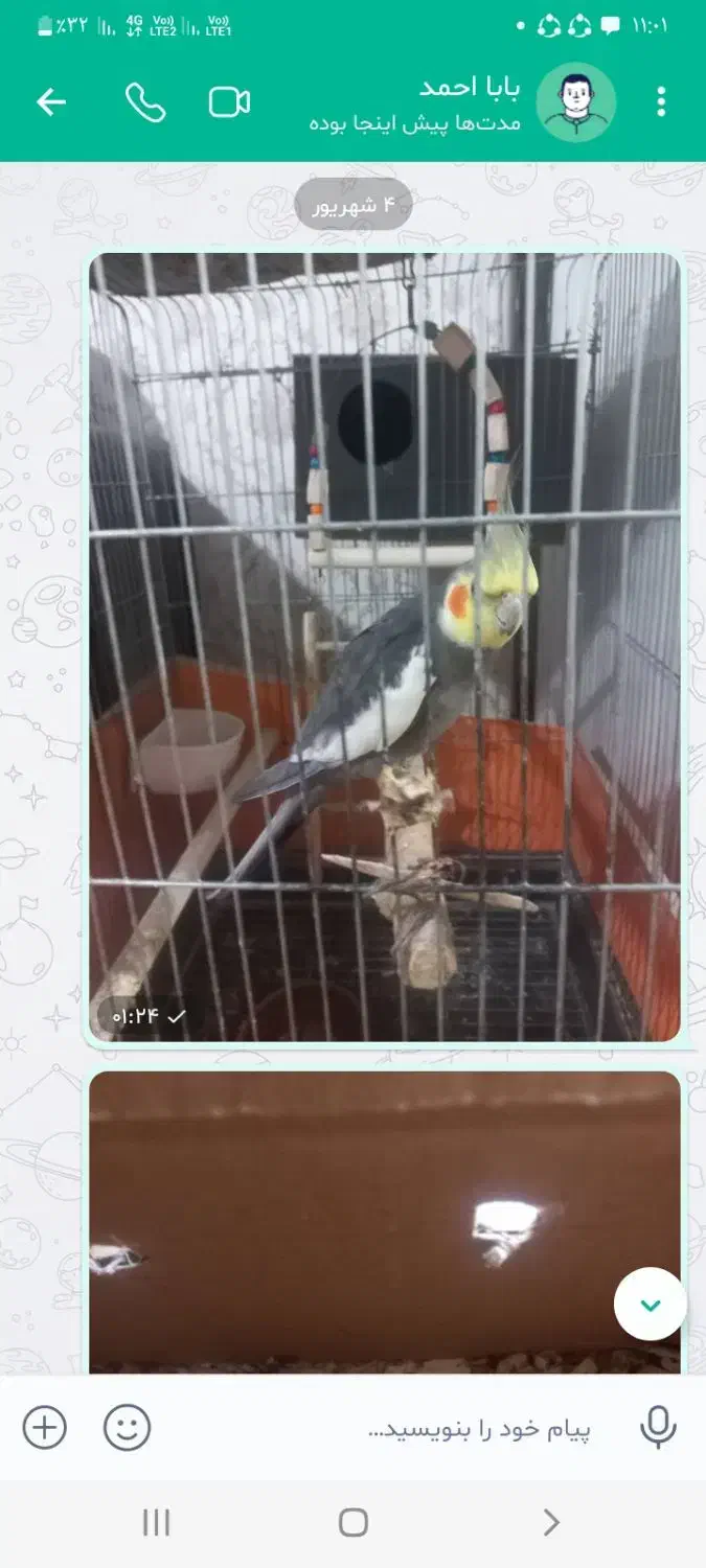 عروس هلندی نر مست مست سالم وسرحال|پرنده|تهران, راه آهن|دیوار