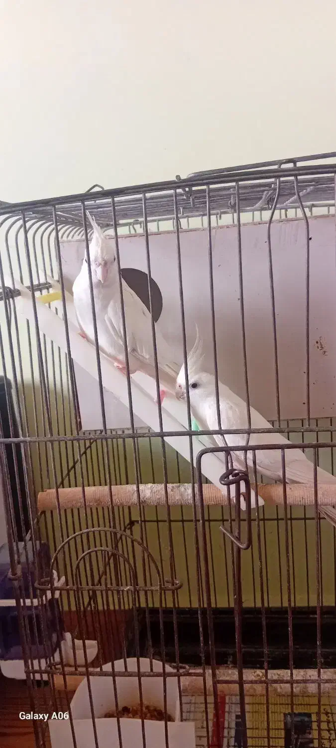 جفت آلبینو|پرنده|فومن, |دیوار