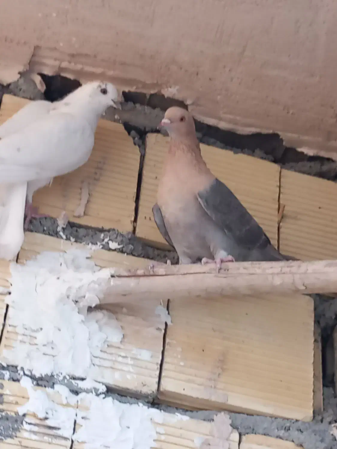 کبوتر|پرنده|زیباشهر, |دیوار