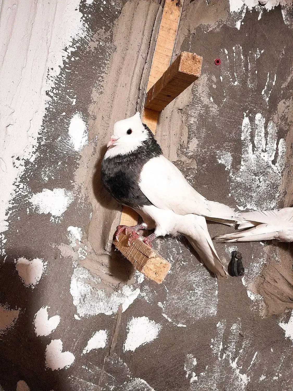 طوقی.|پرنده|لردگان, |دیوار