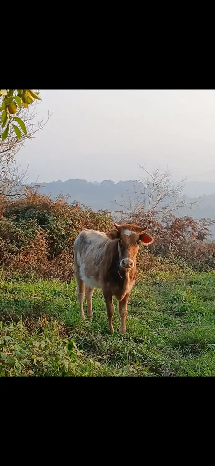 تلوم تنکابنی|حیوانات مزرعه|لاهیجان, لیل|دیوار