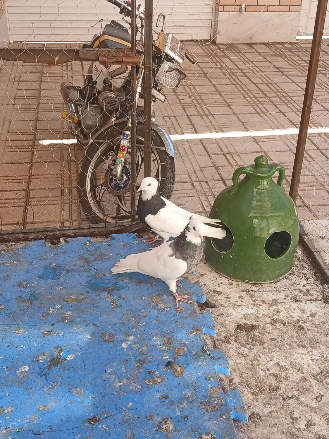 کفتر خوشکل خوش استایل|پرنده|کرمان, |دیوار