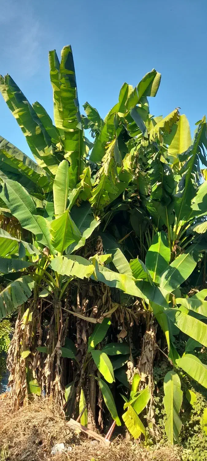 ‌اجاره ویلا دوبلکس متل قو دریاگوشه|اجارهٔ خانه و ویلا|سلمان‌شهر, |دیوار