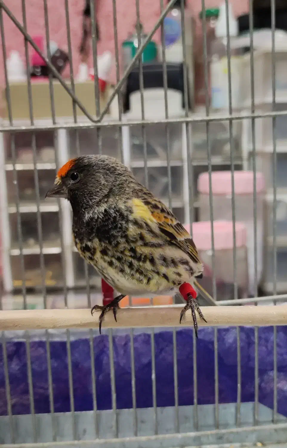 گلبسر(قناری،سهره)|پرنده|کرمانشاه, |دیوار