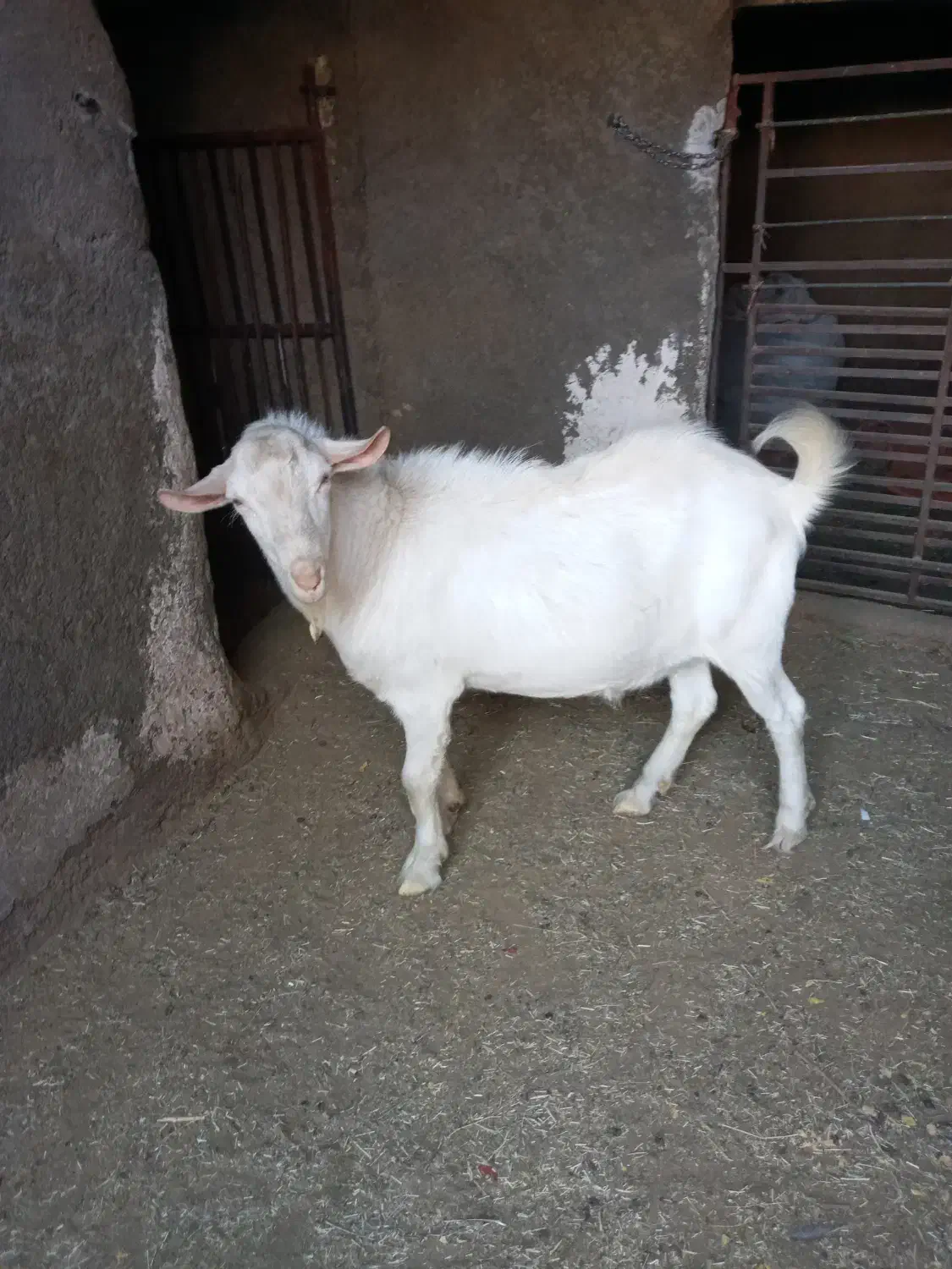 گوسفند تکه‌ ی سانم|حیوانات مزرعه|کاخک, |دیوار