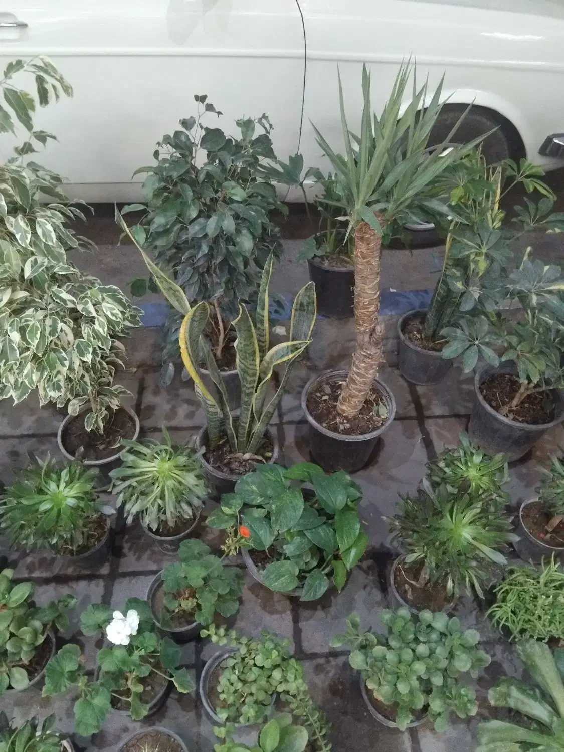 گل های آپارتمانی زیره قیمت خرید|گل و گیاه طبیعی|محمدیه-قزوین, |دیوار