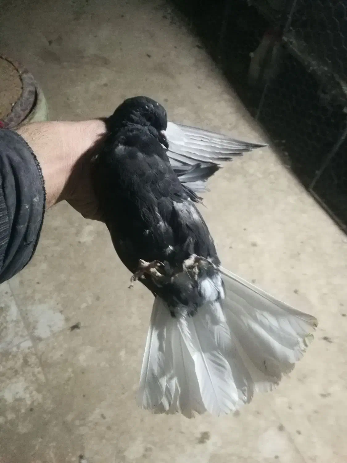 مسافتی و پرشی|پرنده|میانه, |دیوار