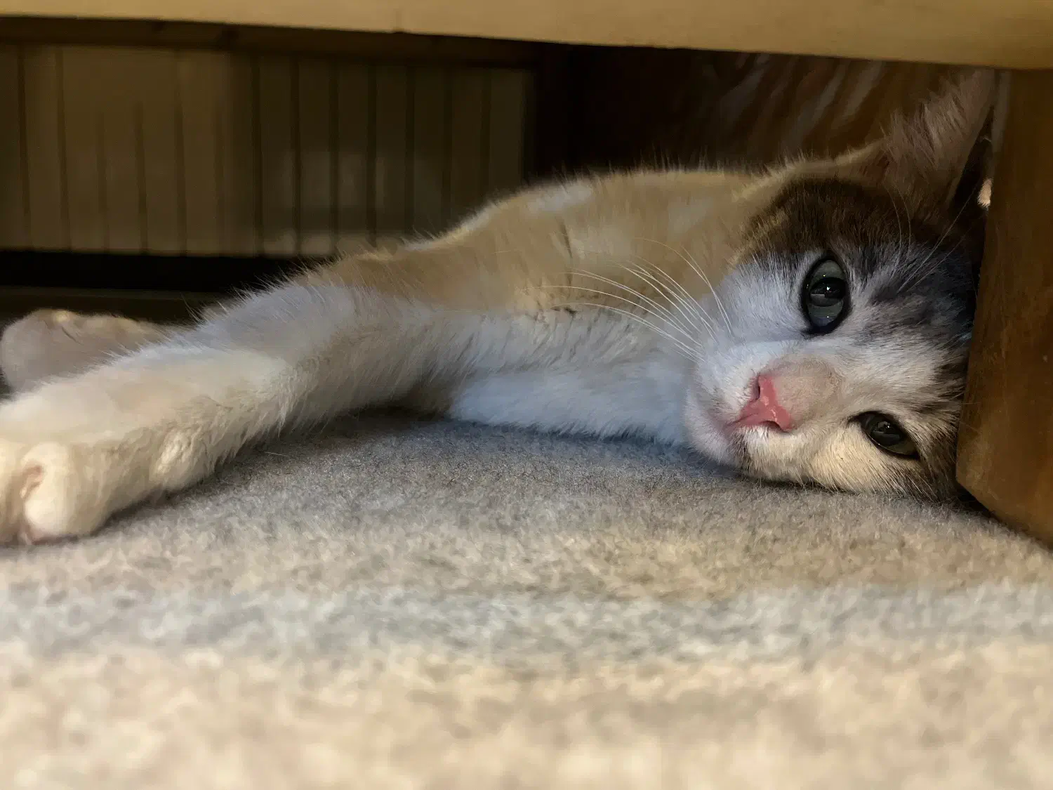 واگذاری رایگان|گربه|فولادشهر, B4|دیوار