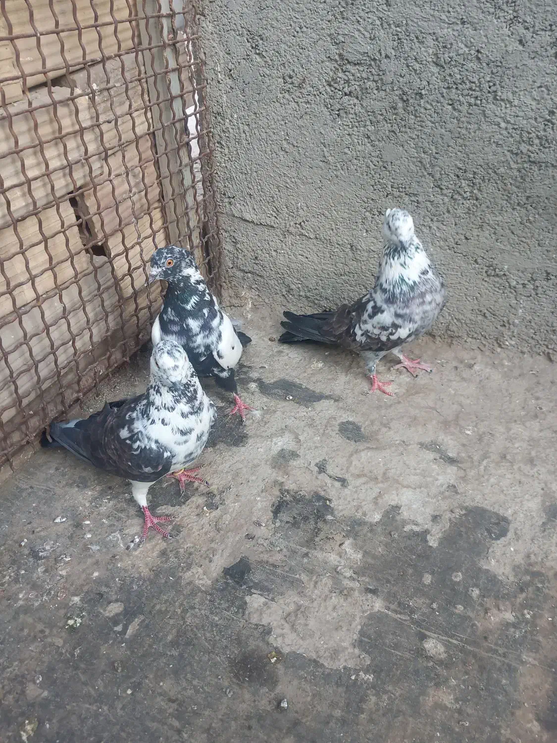 کفتر تهرانی|پرنده|محمدشهر, علی آباد گونه|دیوار