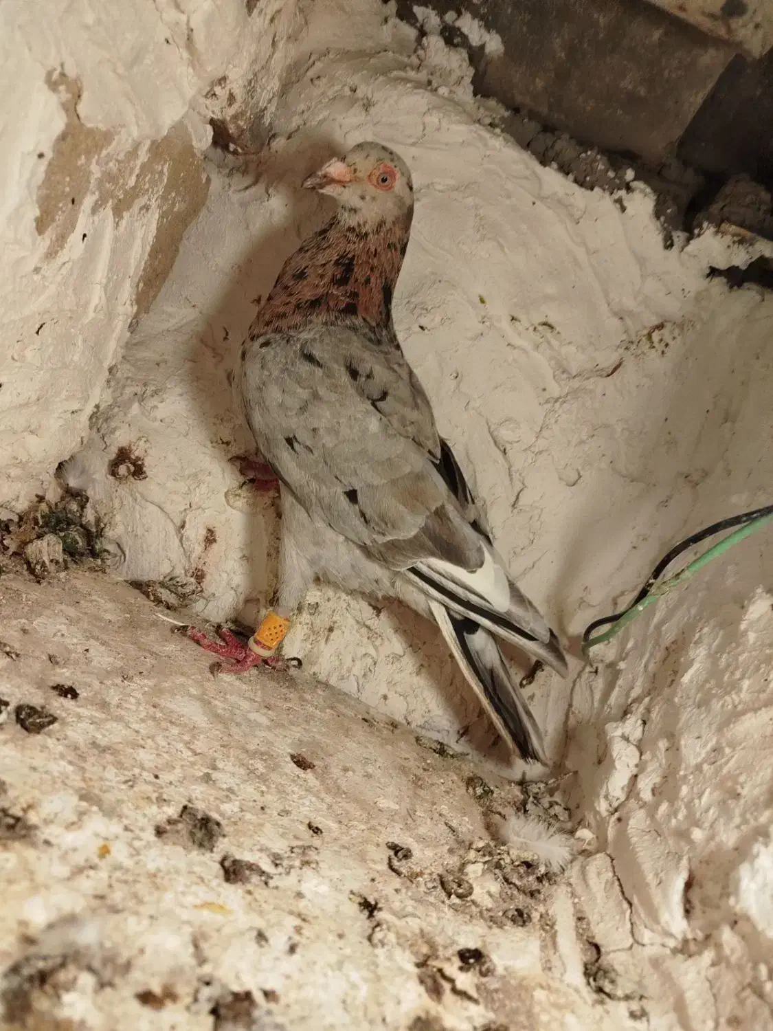 کبوتر هفت رنگ|پرنده|بوئین زهرا, |دیوار