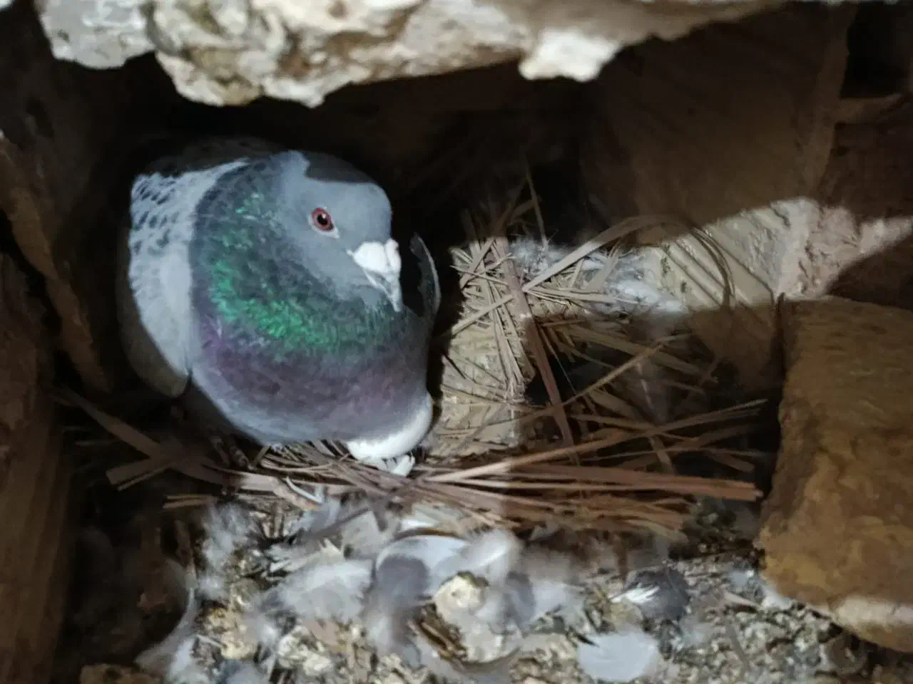 کفترپلاکی|پرنده|یزد, |دیوار