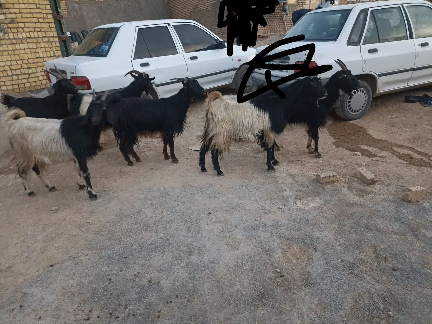 فروشی|حیوانات مزرعه|کوهدشت, |دیوار