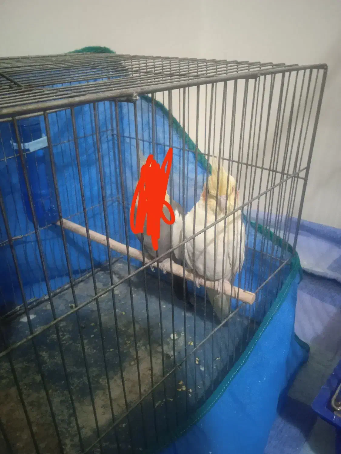 عروس هلندی سفید|پرنده|فولادشهر, B5|دیوار