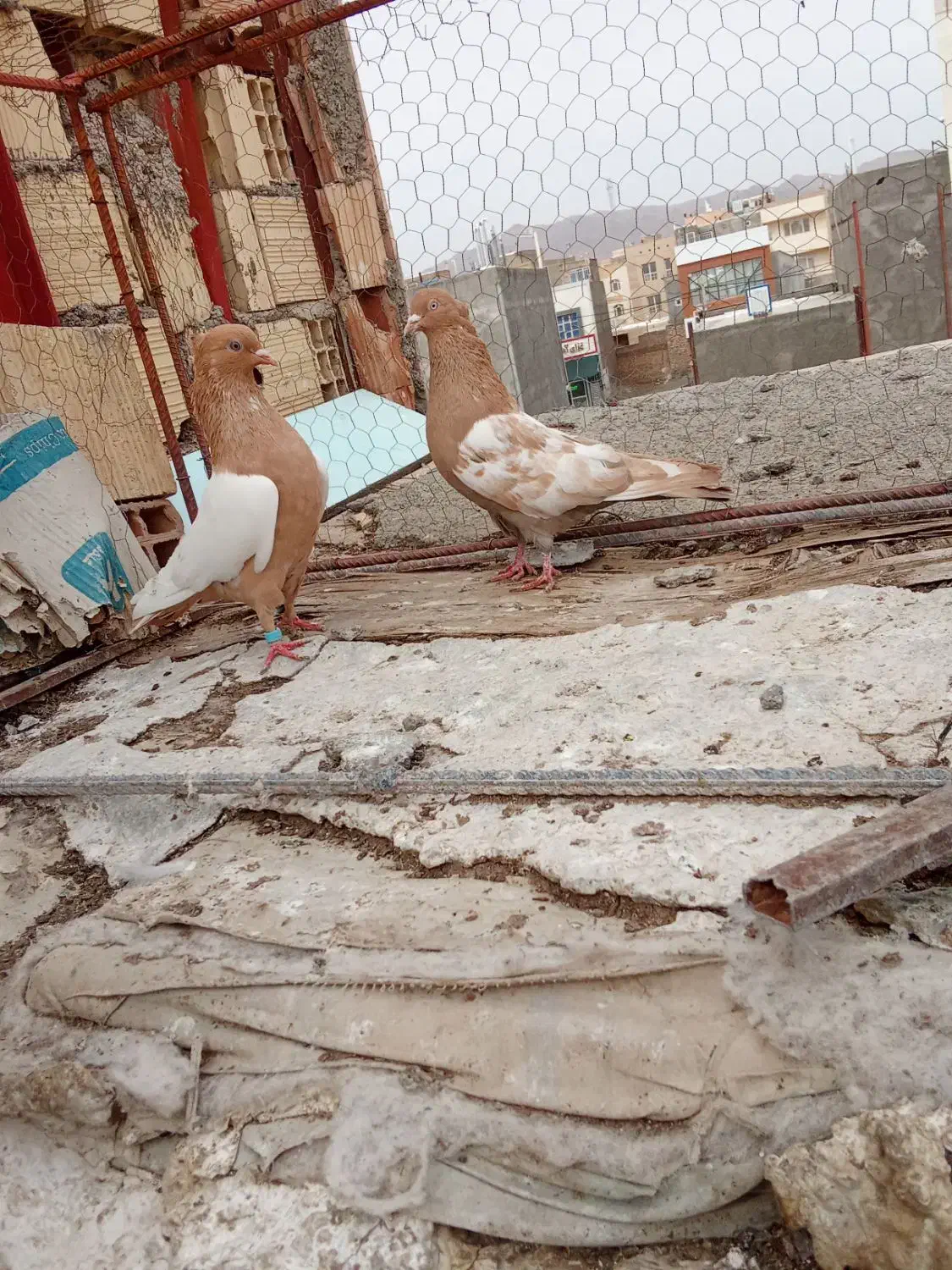 جفت سینه|حیوانات|بیرجند, |دیوار