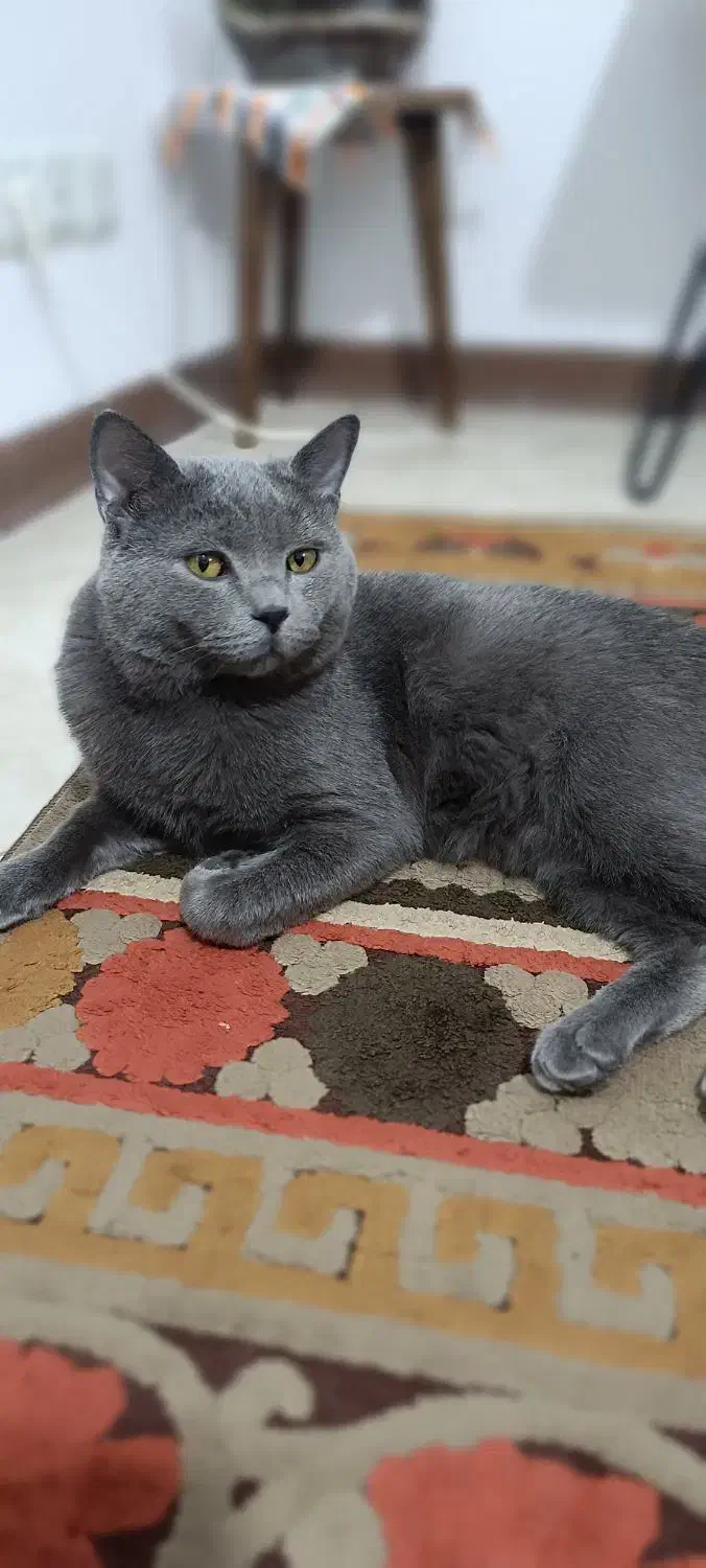 گربه بریتیش نژاد دار|گربه|فردیس, خیام غربی|دیوار