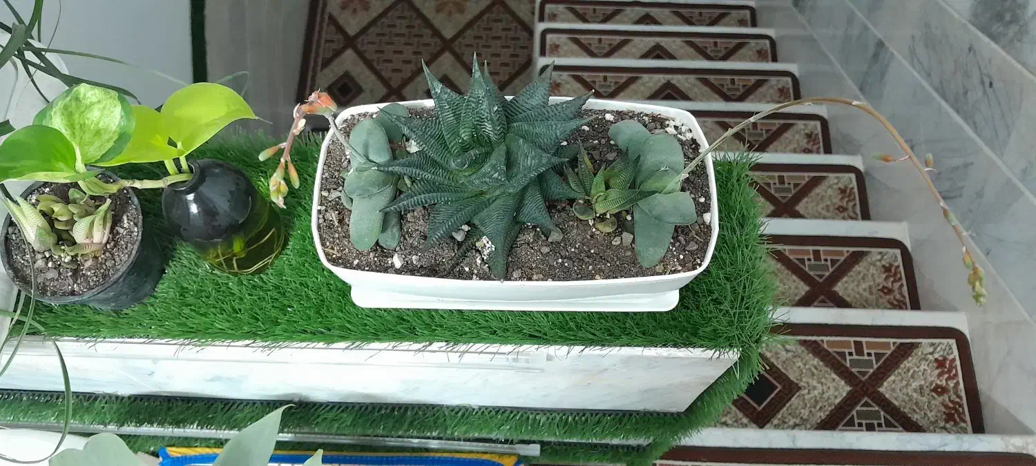 گلدان های بسیار زیبا|گل و گیاه طبیعی|قم, باغ کرباسی|دیوار