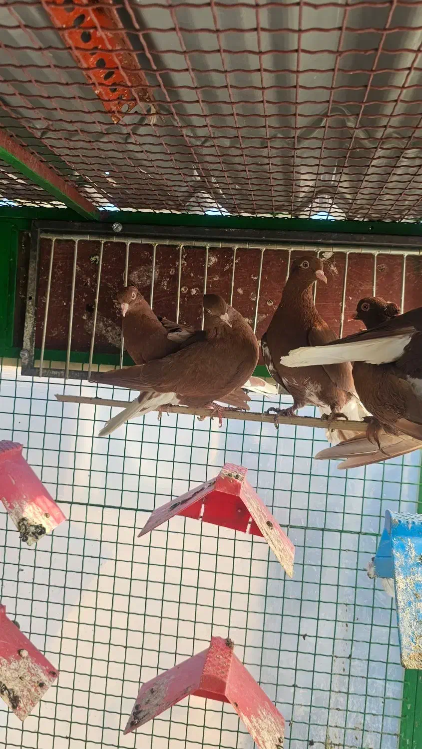 کبوتر|پرنده|مشهد, انقلاب|دیوار