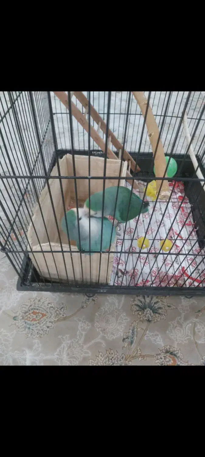 دو عدد طوطی برزیلی خوش رنگ|پرنده|ری, هاشم‌آباد|دیوار