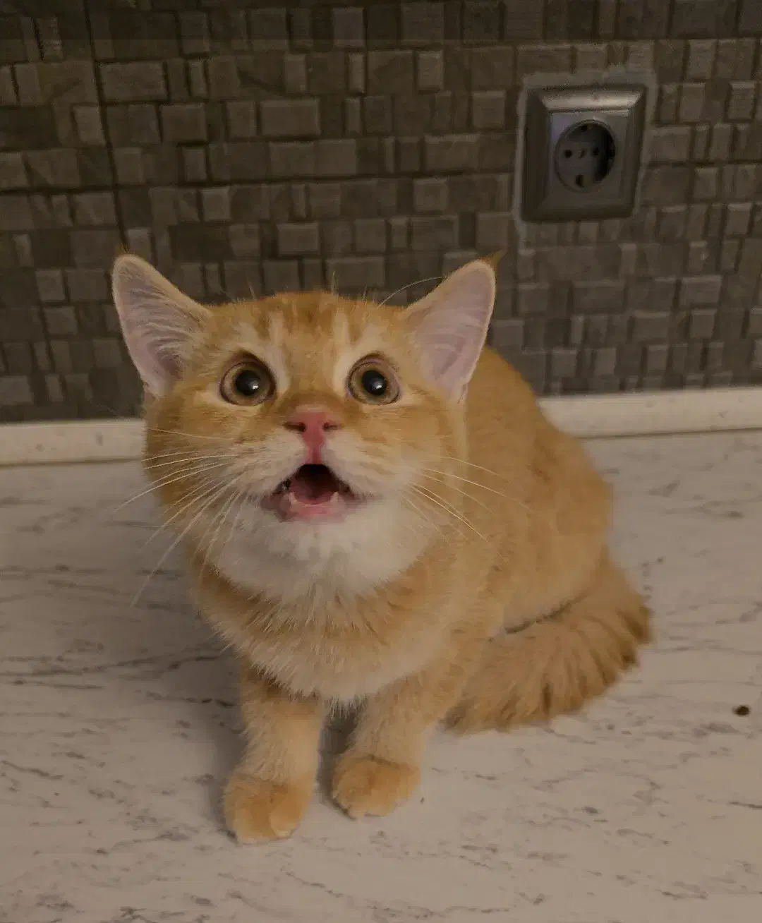 نوه عزیزم|گربه|ارومیه, |دیوار