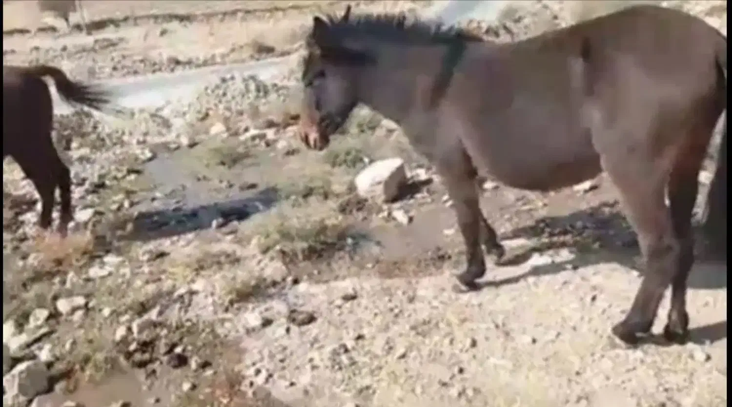 فروشی|حیوانات مزرعه|مسجد سلیمان, |دیوار