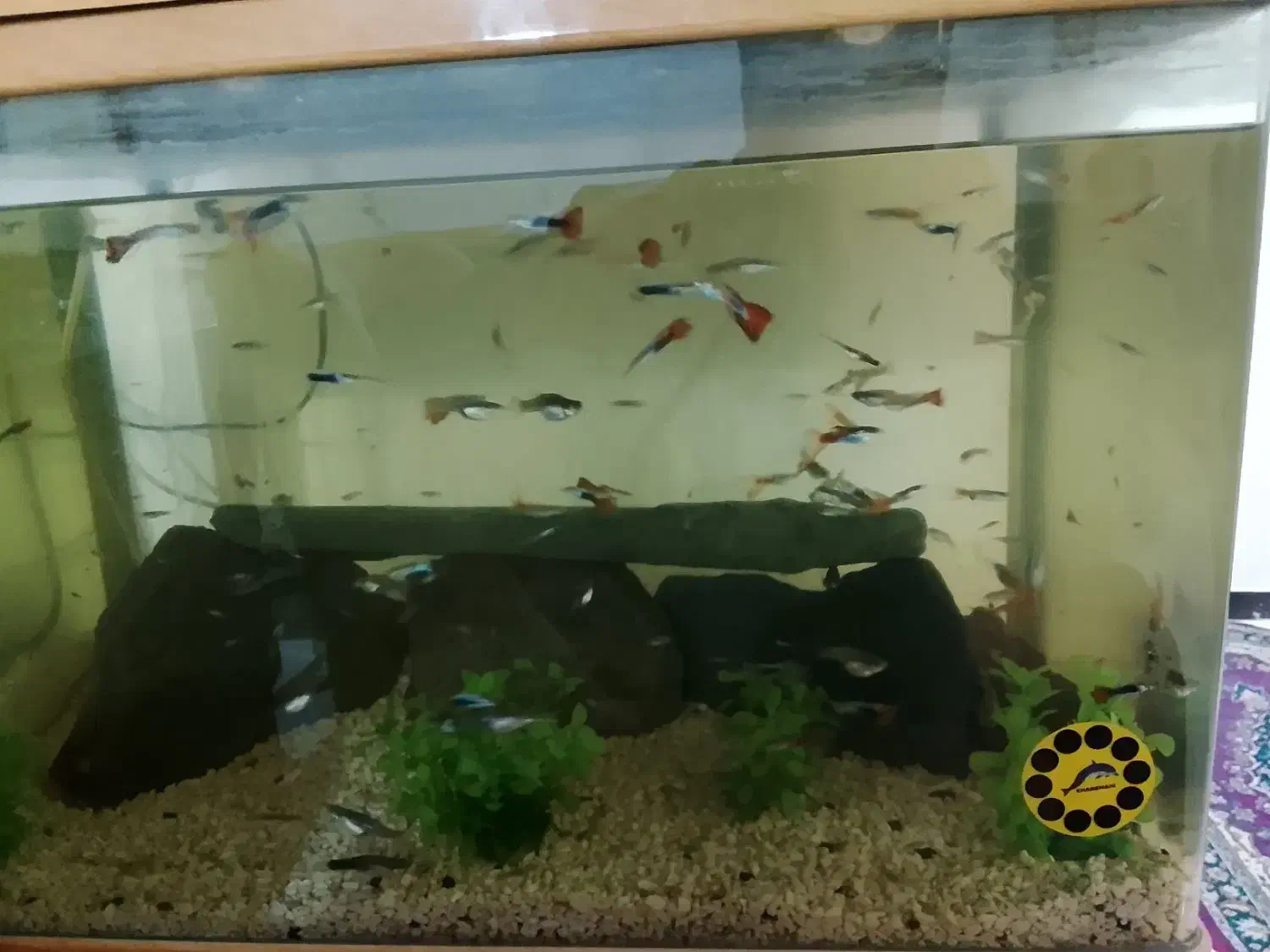 ماهی گوپی|ماهی|فردیس, فردیس|دیوار