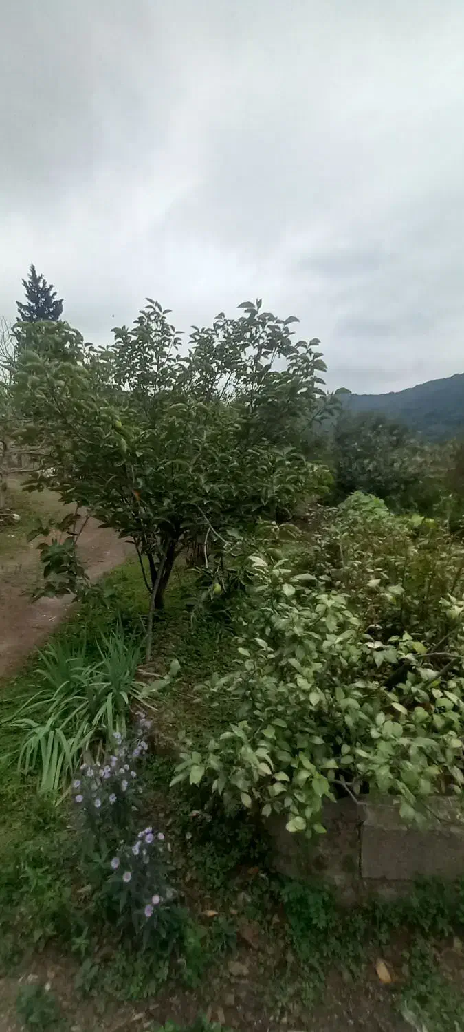 اجاره 6ماهه باغ ویلا مبلهواقعدرروستای چلکاسر|اجارهٔ خانه و ویلا|توتکابن, |دیوار