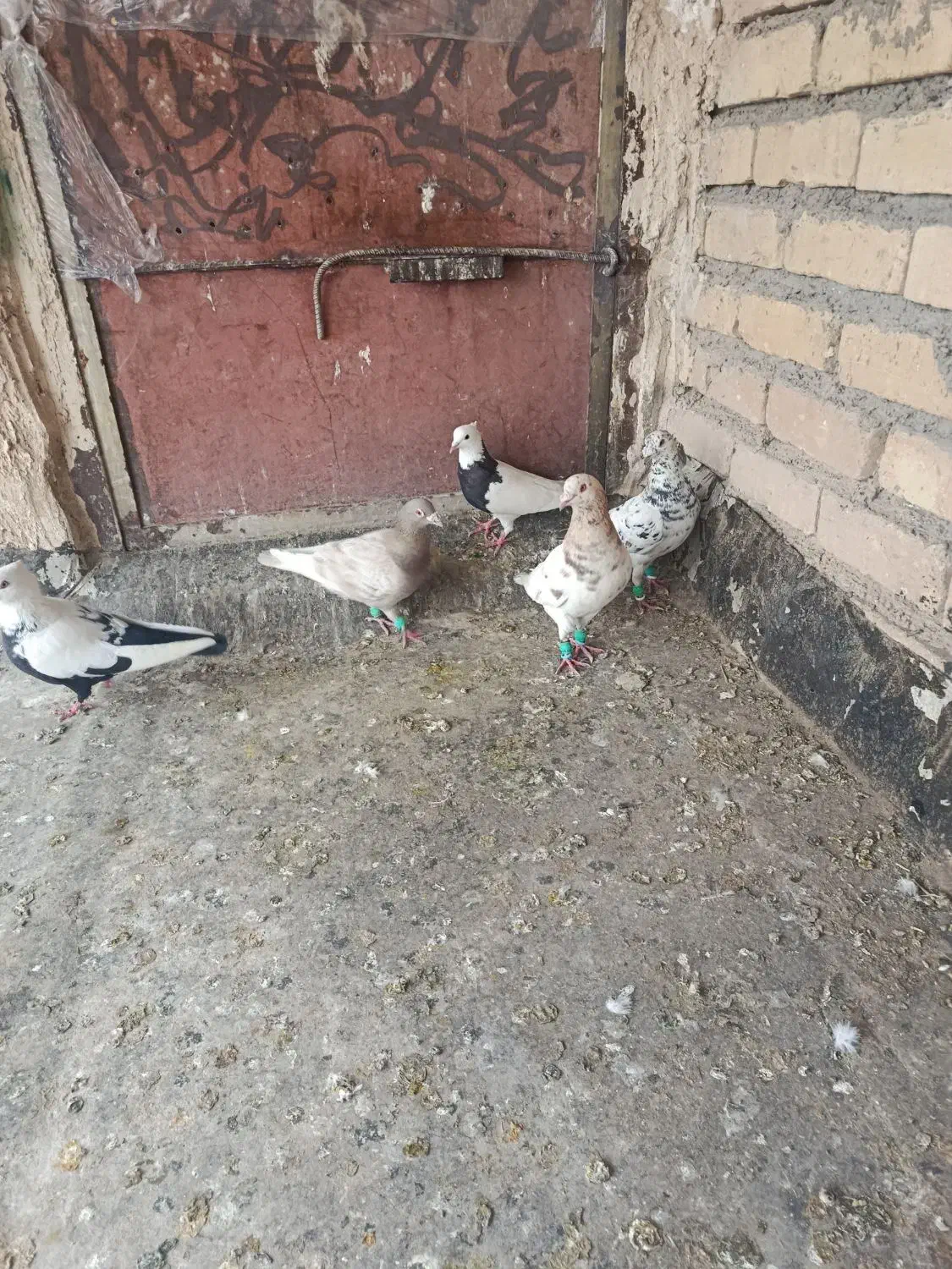 کبوتر|پرنده|اسفرورین, |دیوار