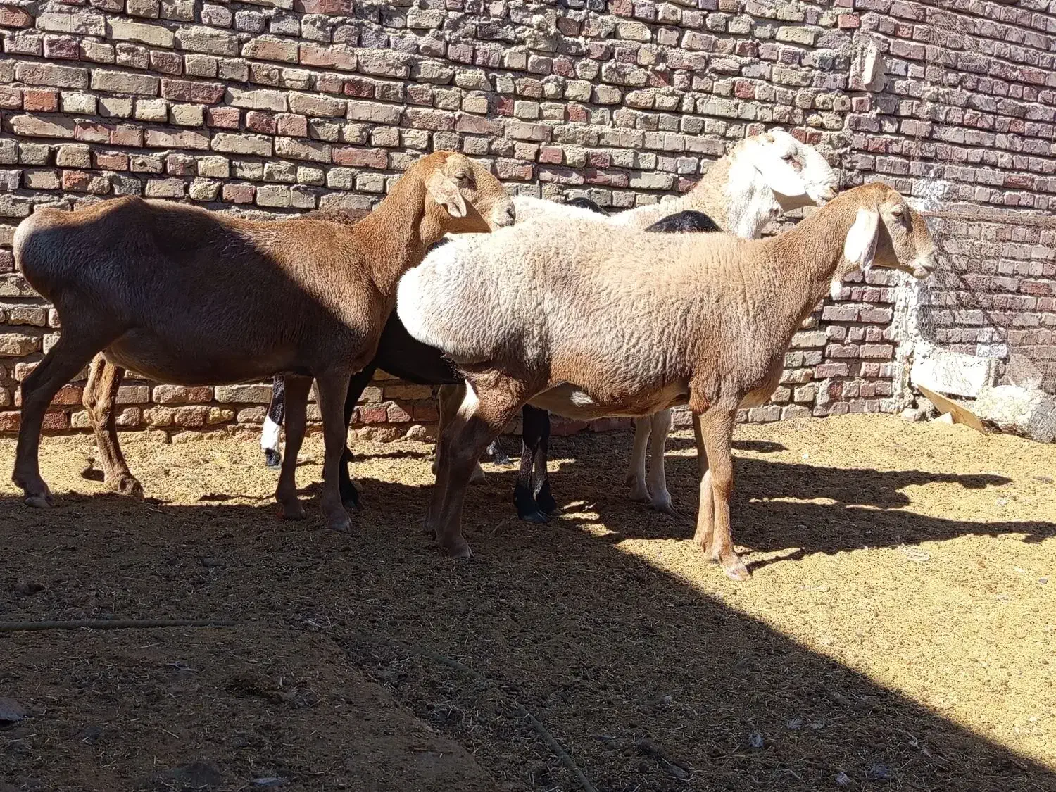 گوسفند|حیوانات مزرعه|زابل, |دیوار