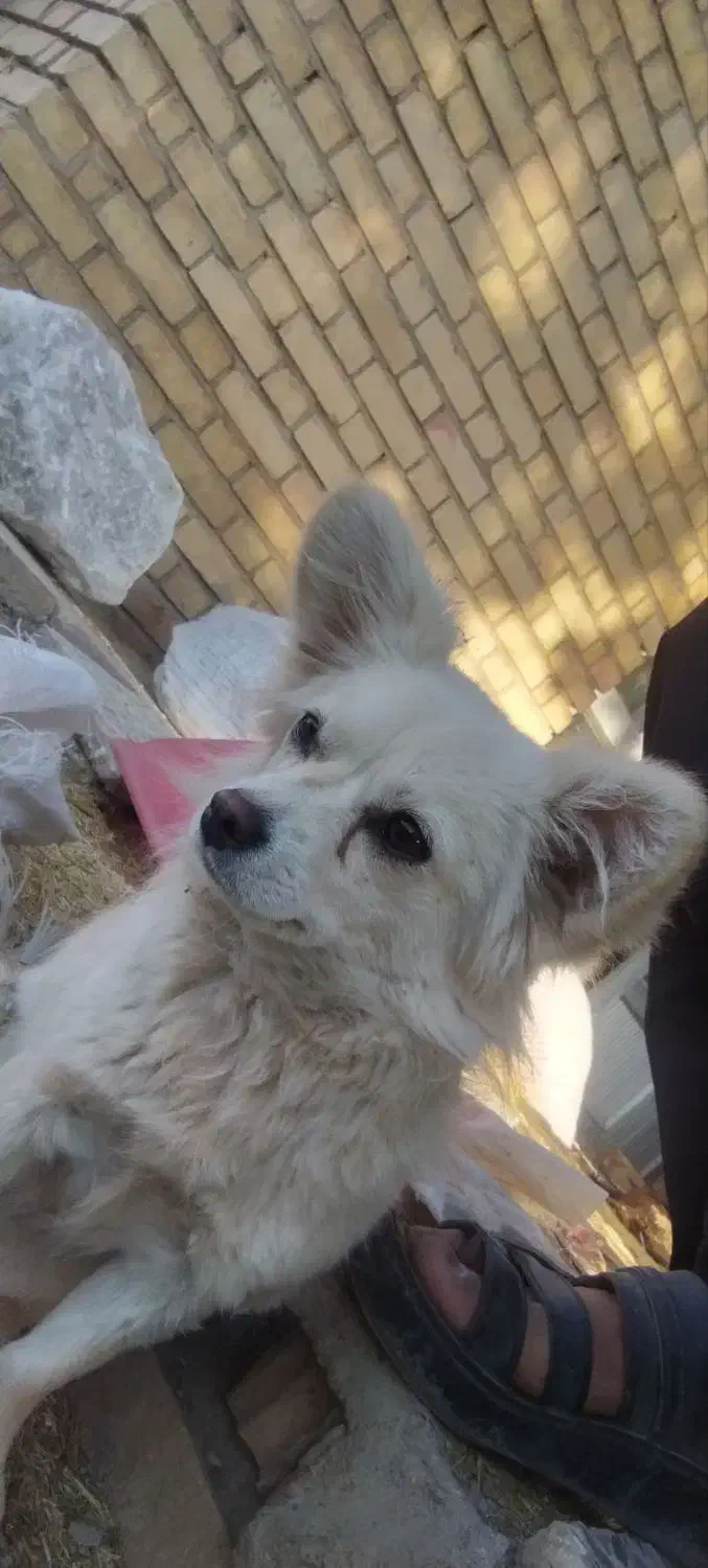 فوری|سگ|شهرکرد, |دیوار