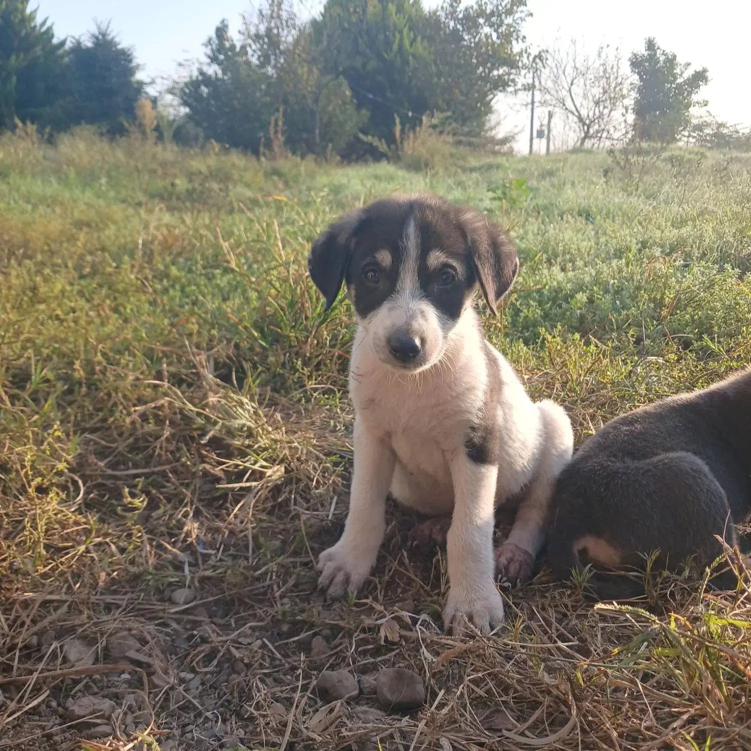 حیوانات خانگی (سگ نگهبان )|سگ|بندر انزلی, چهارفریضه|دیوار