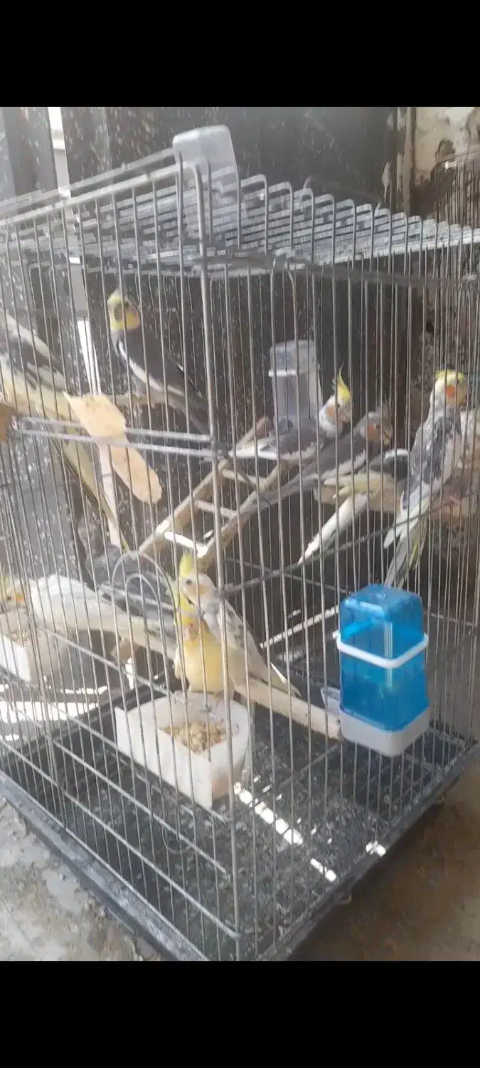 طوطی عروس هلندی|پرنده|رشت, سلیمانداراب|دیوار