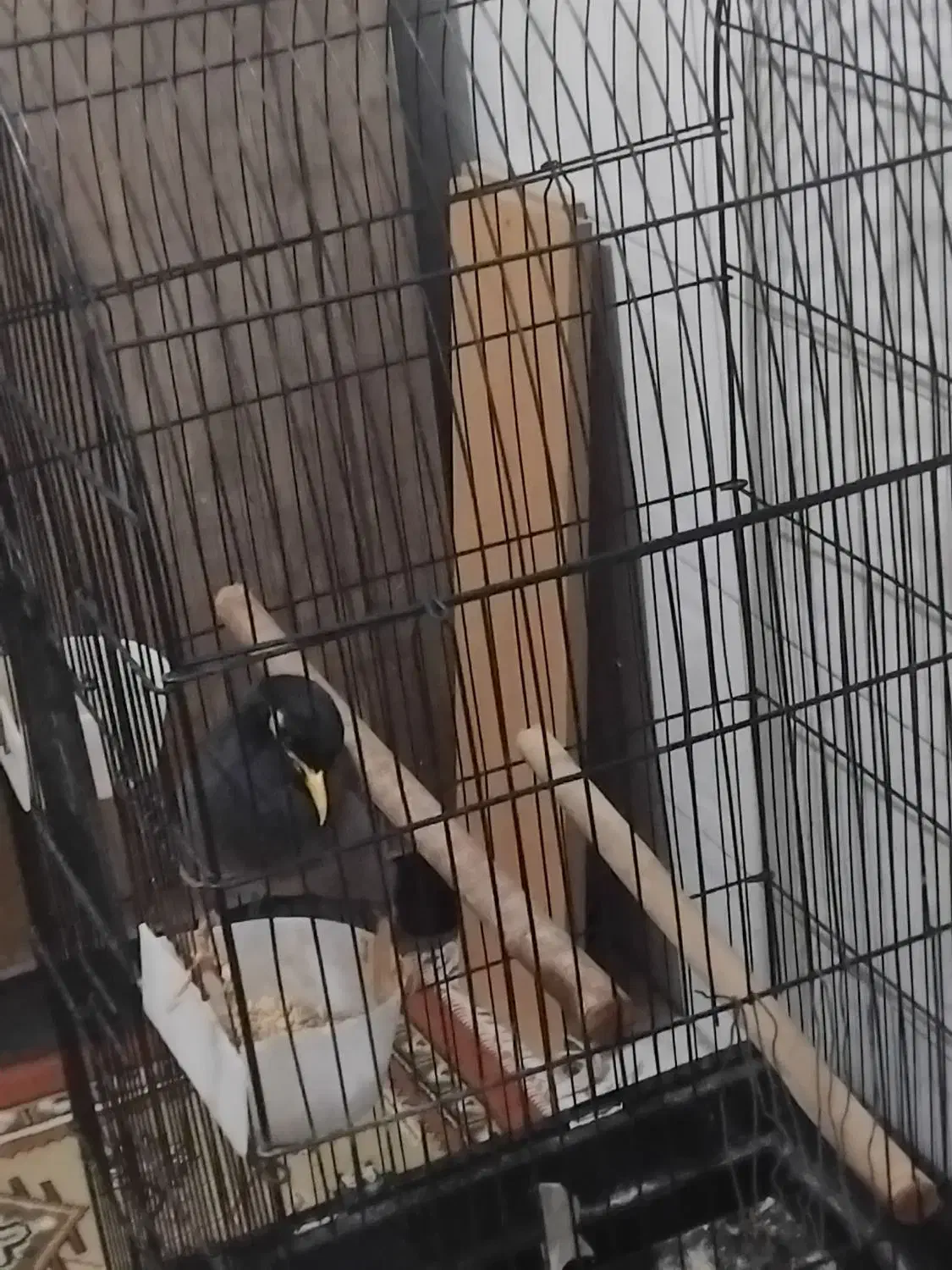 مرغ مینا|پرنده|تهران, یاخجی آباد|دیوار