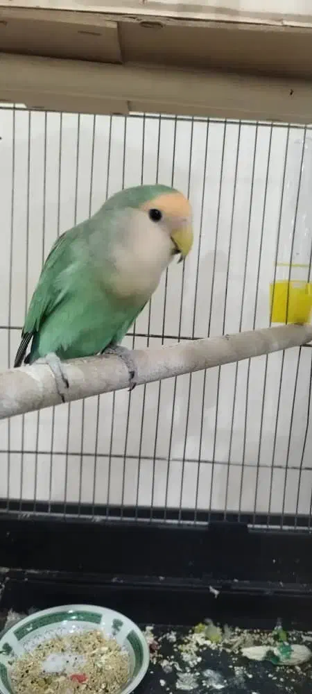 طوطی برزیلی|پرنده|اندیشه, شهرک المهدی|دیوار