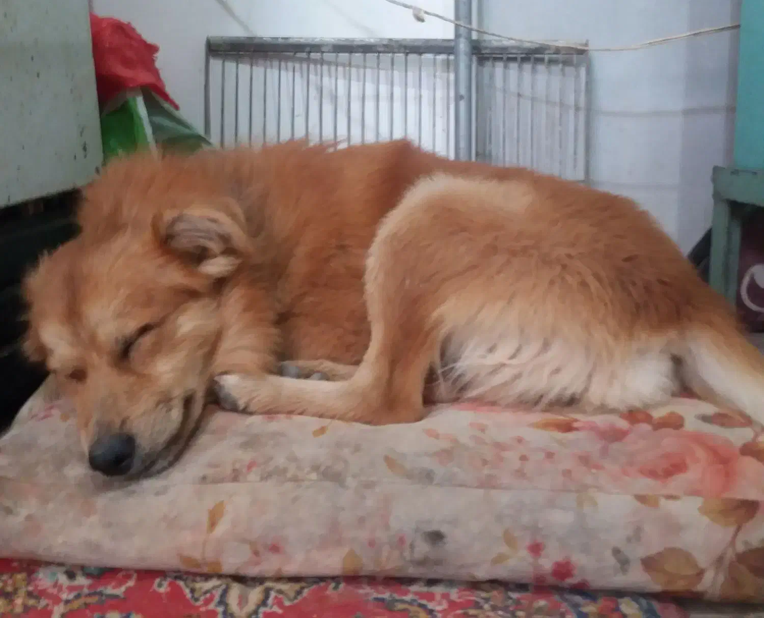 سگ گمشده|حیوانات|دزفول, |دیوار