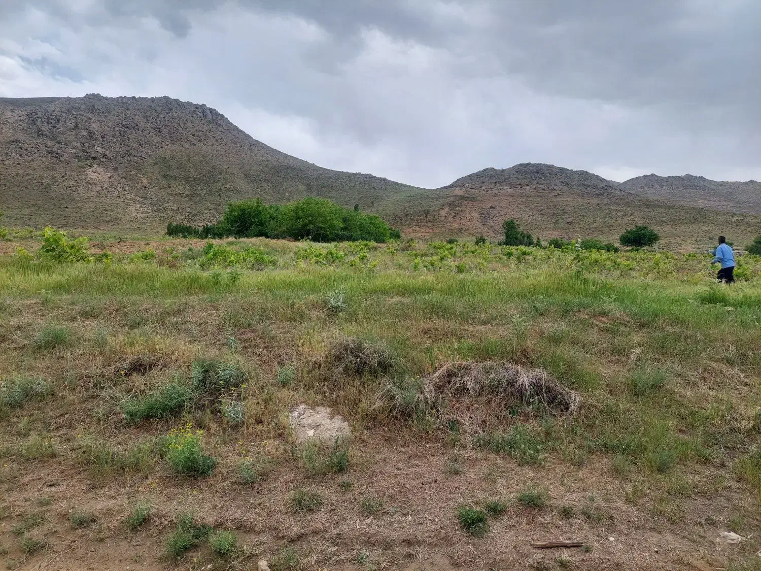 زمین باغ انگور|فروش دفتر صنعتی، کشاورزی، تجاری|بهار, |دیوار