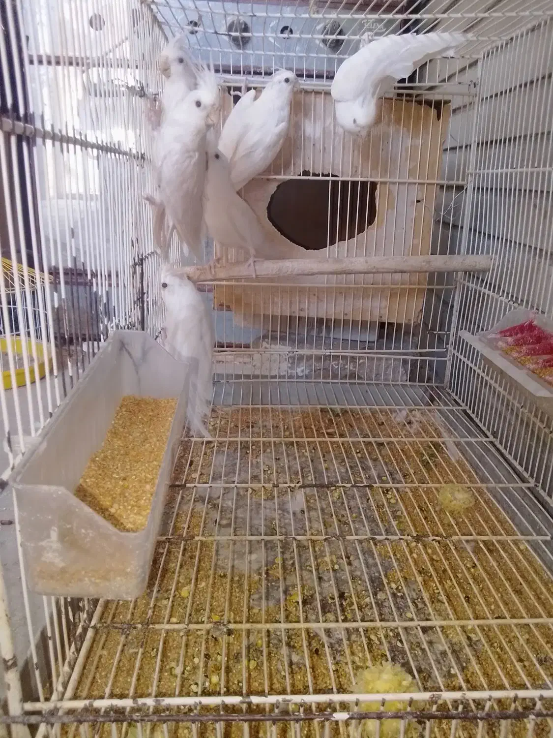 فروش یک جفت عروس ماده لونتینو دستی نر البینو|پرنده|ایرانشهر, |دیوار