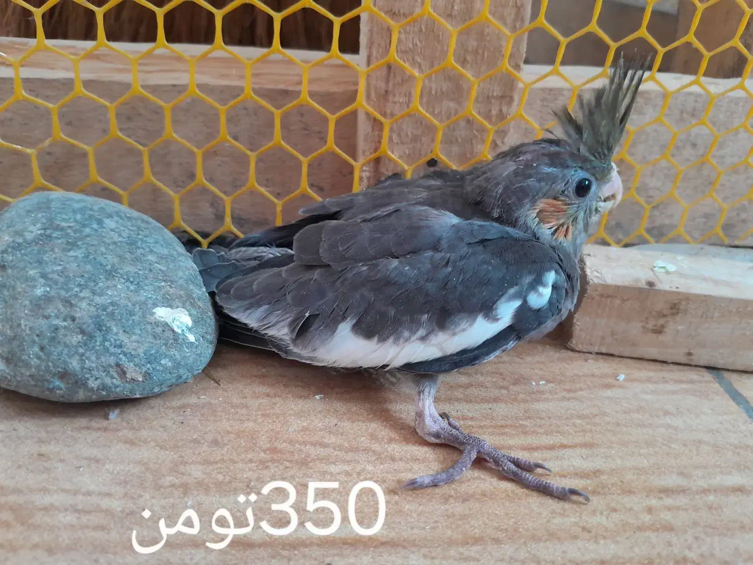 عروس هلندی|پرنده|لنگرود, |دیوار