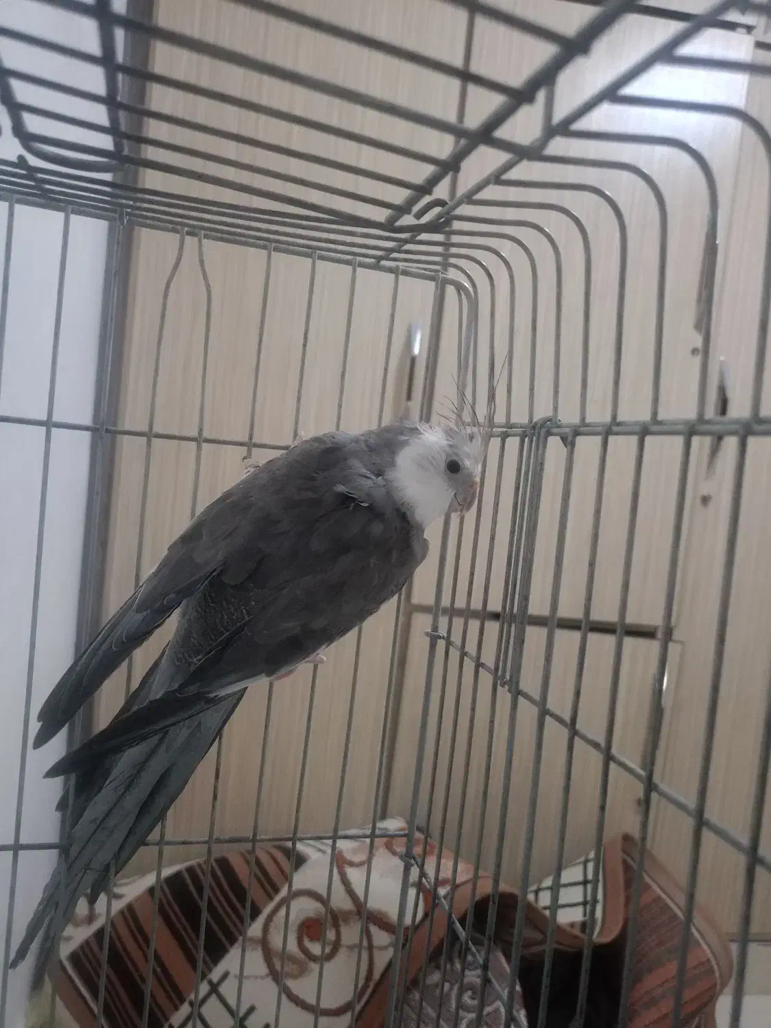 عروس هلندی|پرنده|اهواز, کیانشهر|دیوار