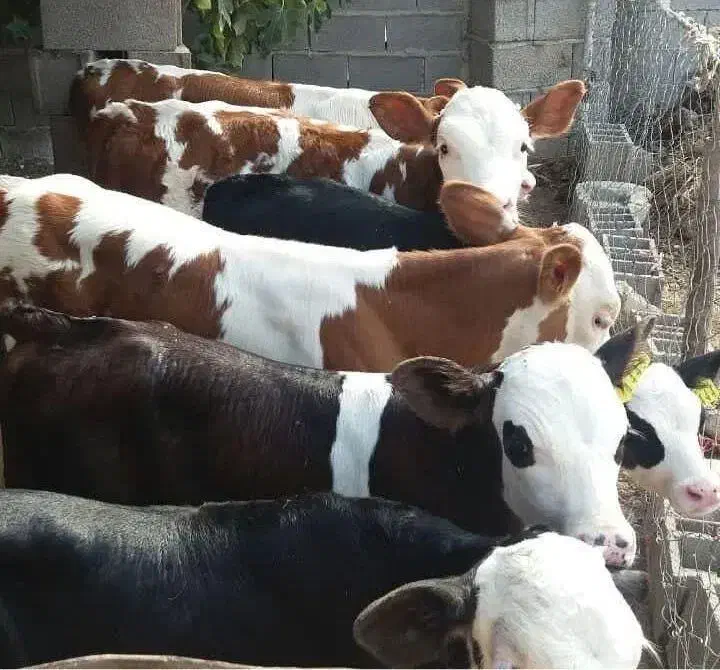 پرسودترین سیمنتالهای اصل ودرجه یک|حیوانات مزرعه|بندر ترکمن, |دیوار