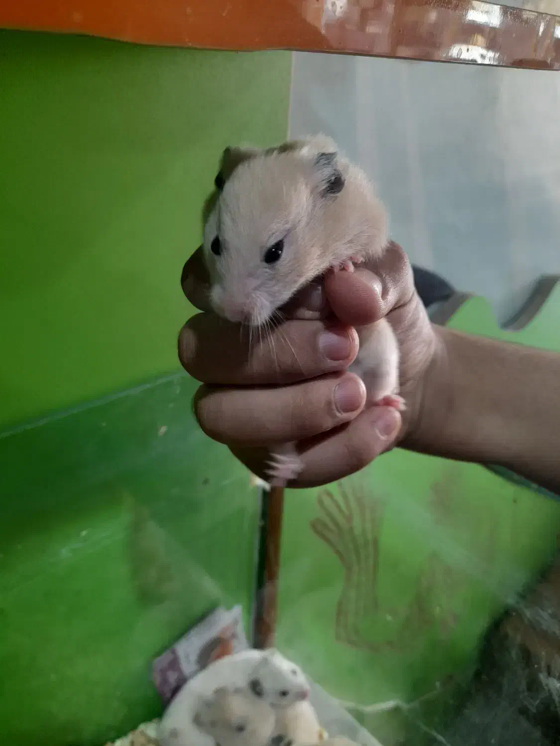 همستر|موش و خرگوش|مشهد, فریزی|دیوار