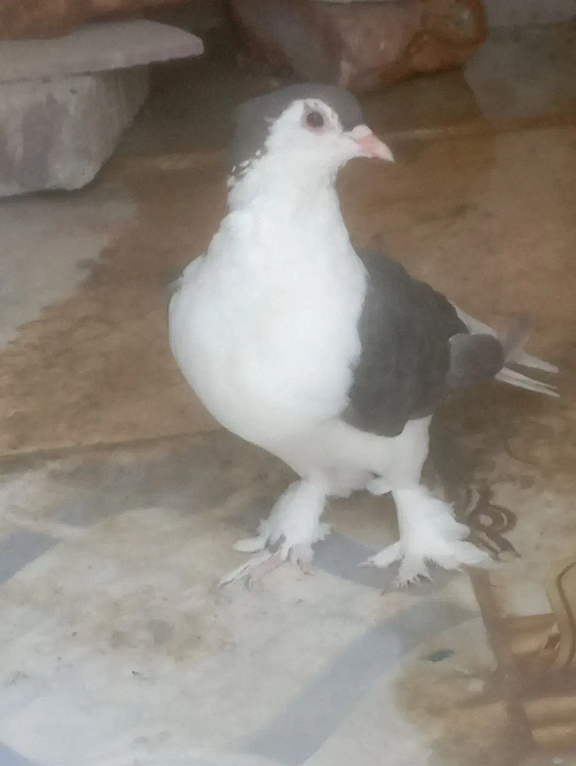 یک جفت کبوتررنگی|پرنده|جالق, |دیوار