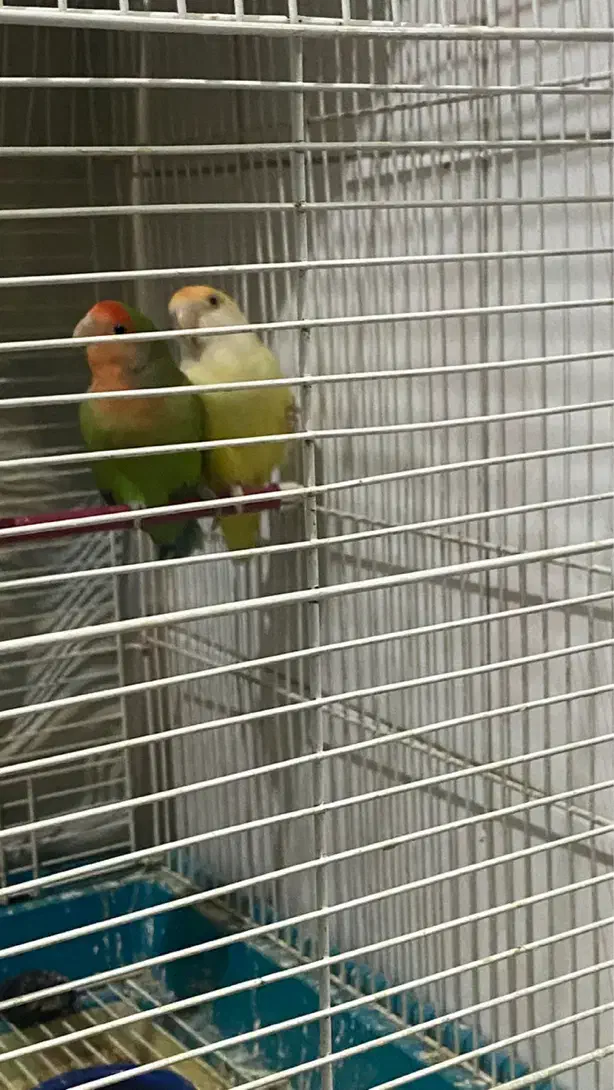 طوطی برزیلی|پرنده|آبیک, |دیوار