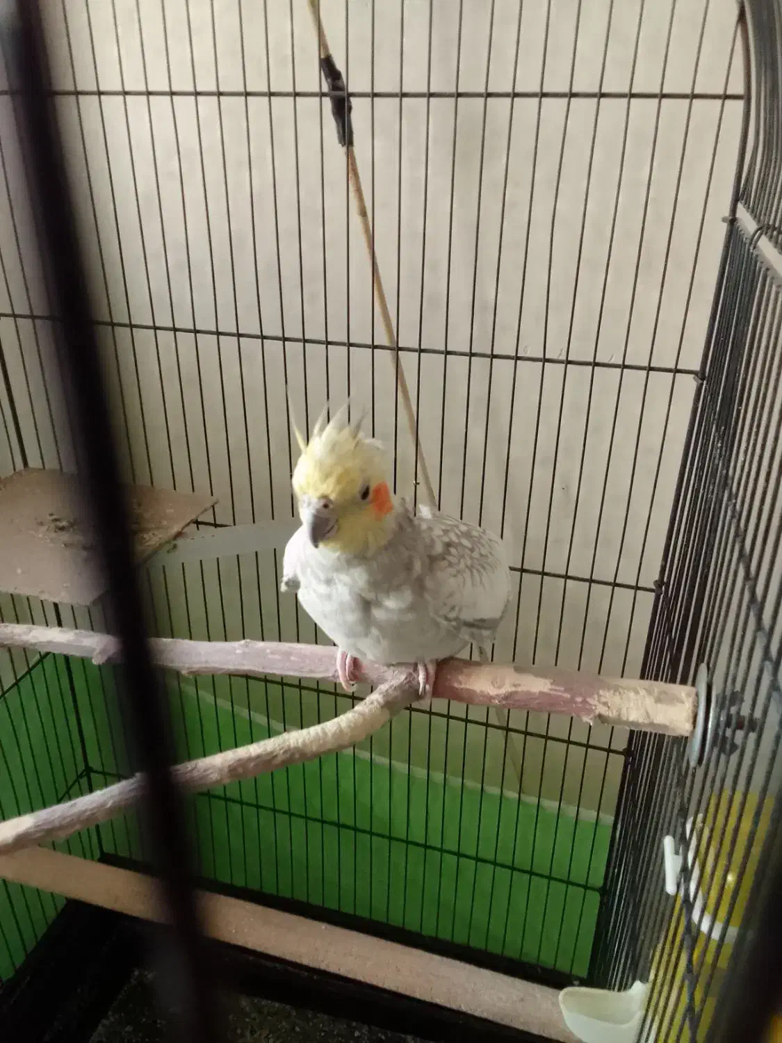 پرنده|پرنده|پاکدشت, پاکدشت (مامازند)|دیوار